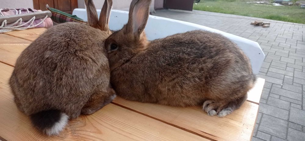 Sprzedam Królik wiedeński szary