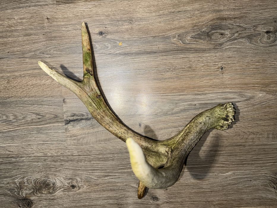 Продам Рог оленя