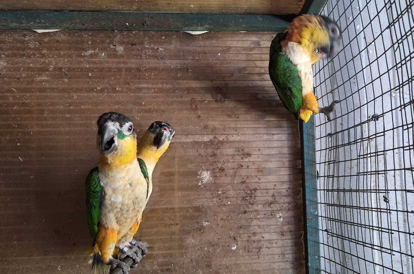 Marianinhas de cabeça preta