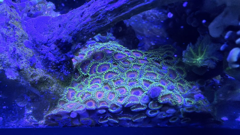 Koralowce  zoa montipory