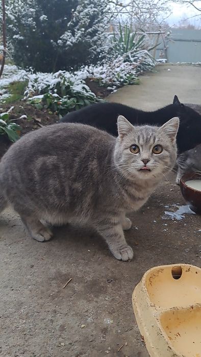 Маю шикарне кошеня британське кошеня на Миколая