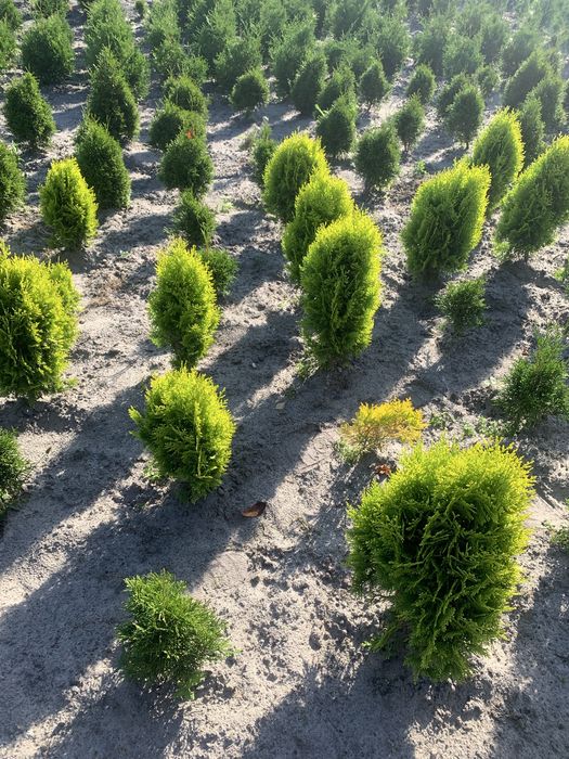 Туя Яліцеь Кипарисовик Ауреа Нана Янтарт Тис