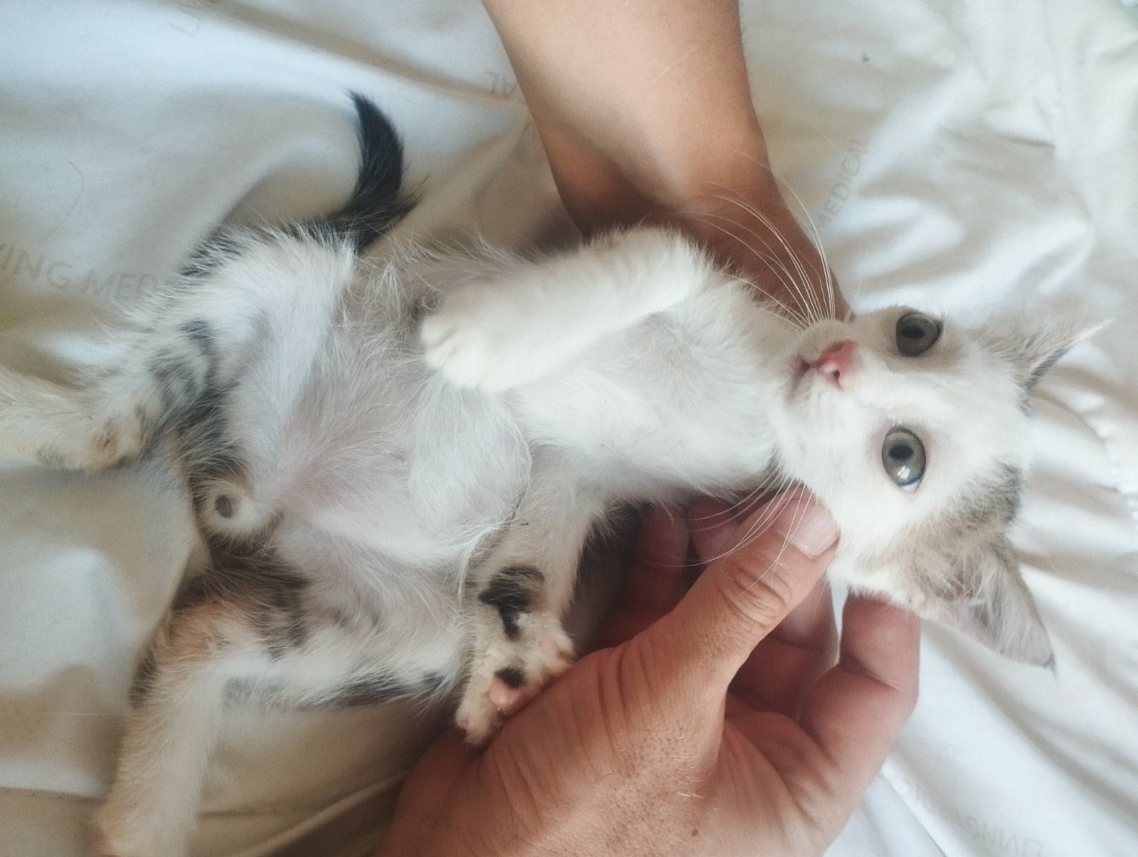 Красивый котенок бесплатно