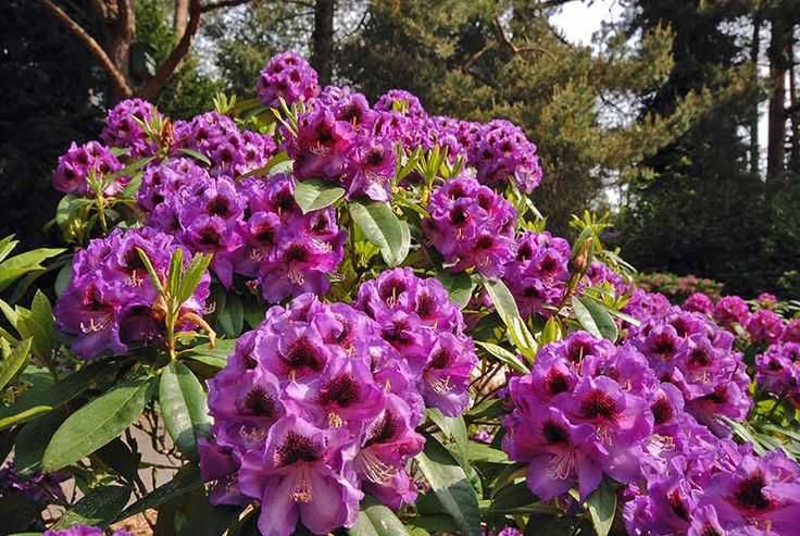 Rododendron/różanecznik różne odmiany