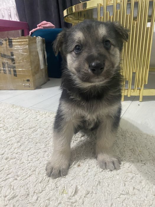 Віддам собаку в дуде добрі руки