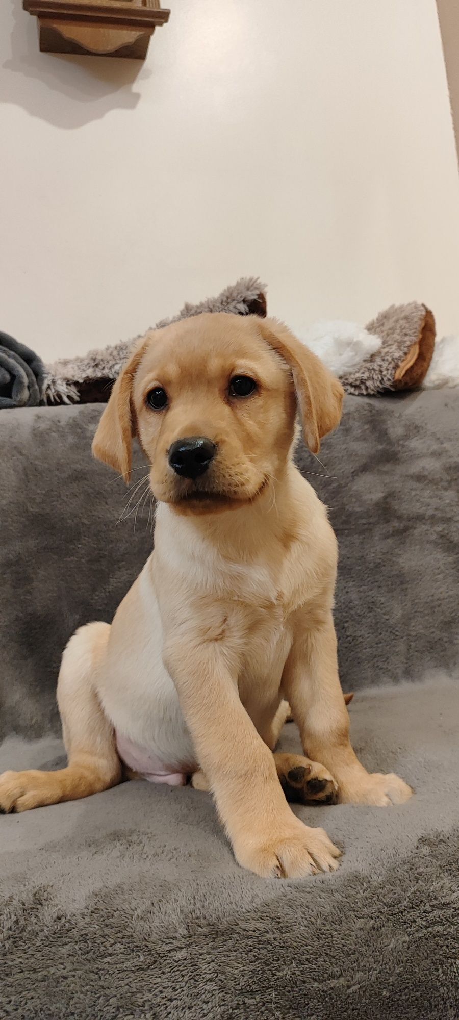 Urocze Szczenięta Labrador Retriever z Rodowodem SWKiPR