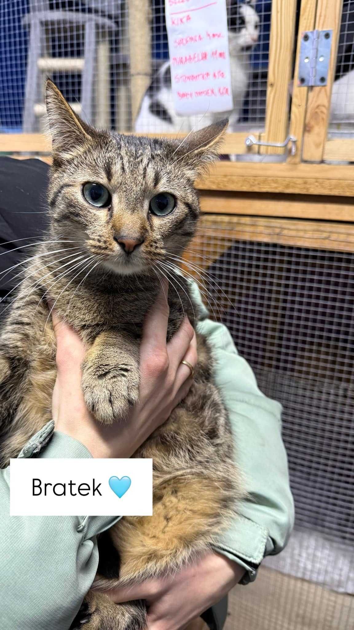 Cudne kociaki gotowe do adopcji czekają na kochające domy Żychlin