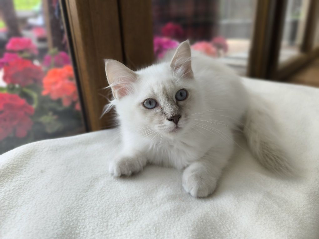 WSPANIAŁY kocurek Ragdoll lillac colourpoint po Supreme Champion
