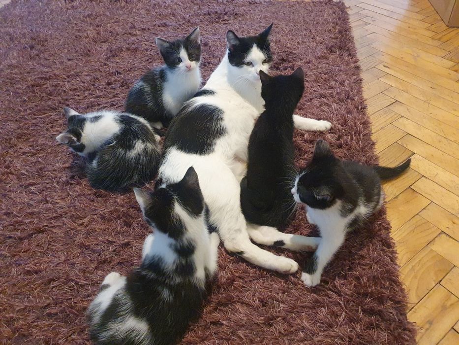 Małe kotki do adopcji
