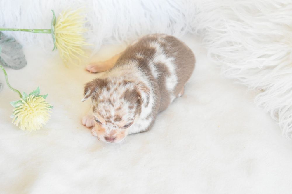 Chocolate Menino Chocolate Merle Olhos Azuis