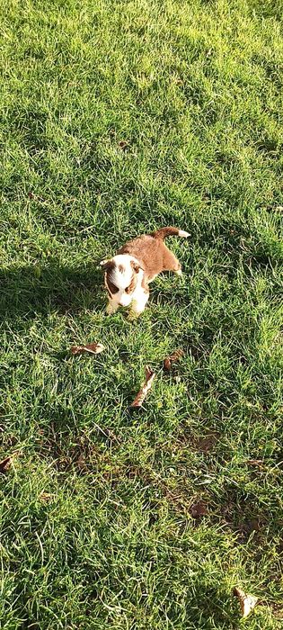 Border Collie  suczka brązowa