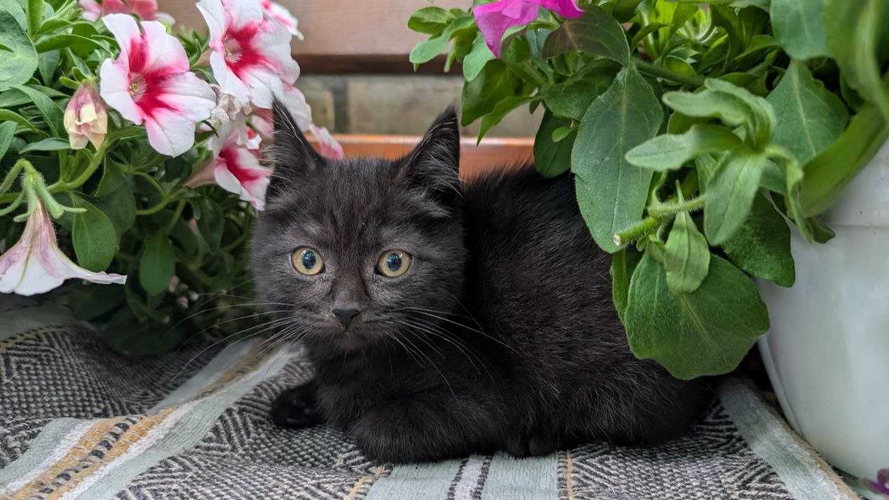 Шотландські кошенята