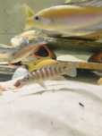 Neolamprologus cylindricus tanganika