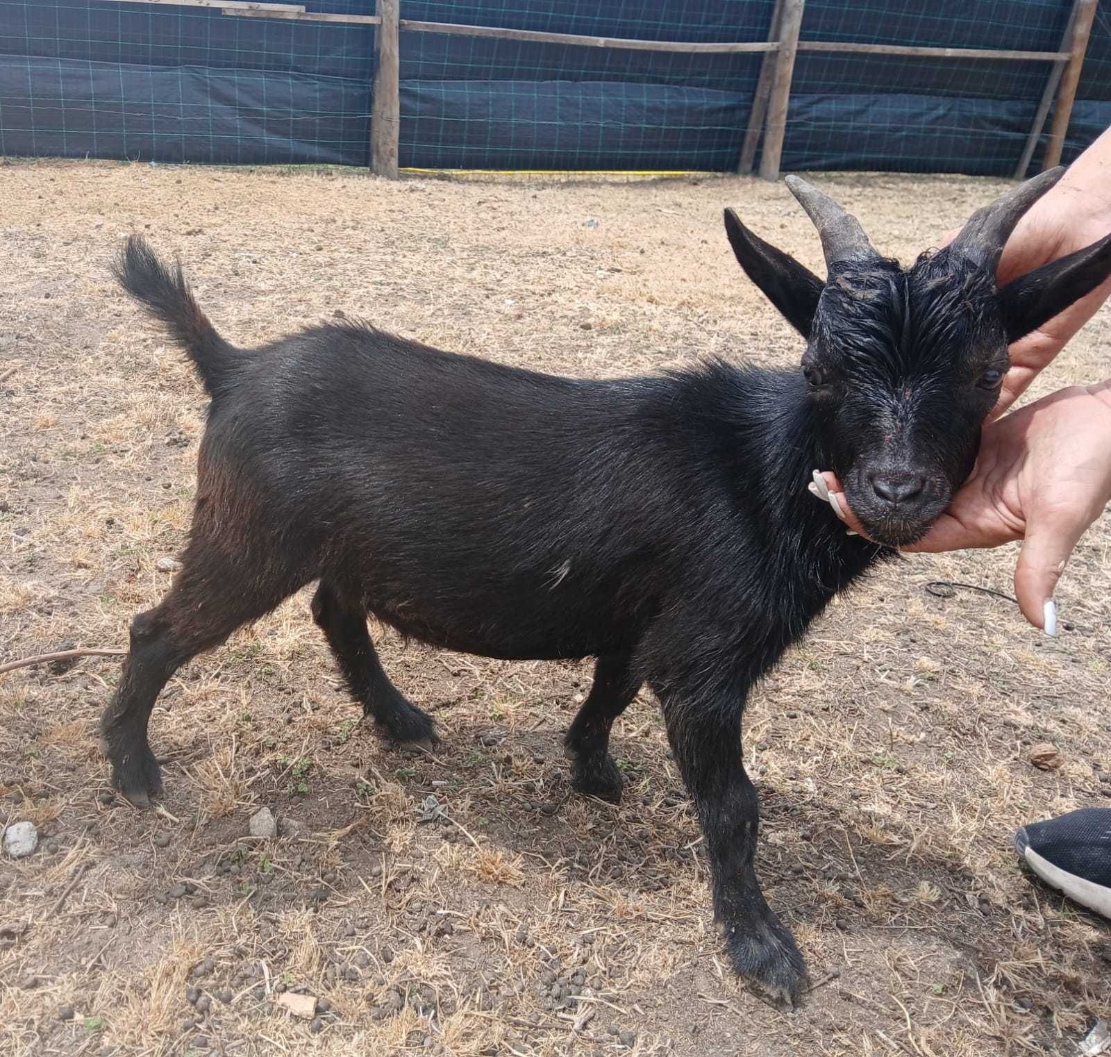 Vendo cabrito de raça anã