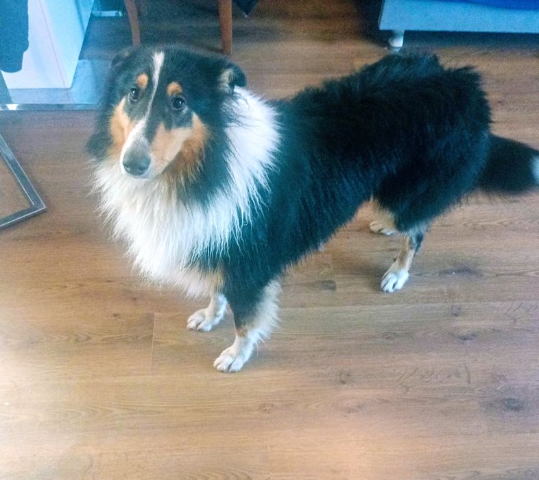 Oddam młodego psa rasy owczarek szkocki