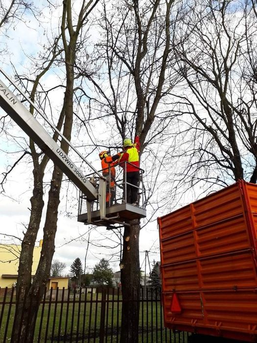 Wycinka i pielęgnacja drzew, przycinanie, korekta gałęzi