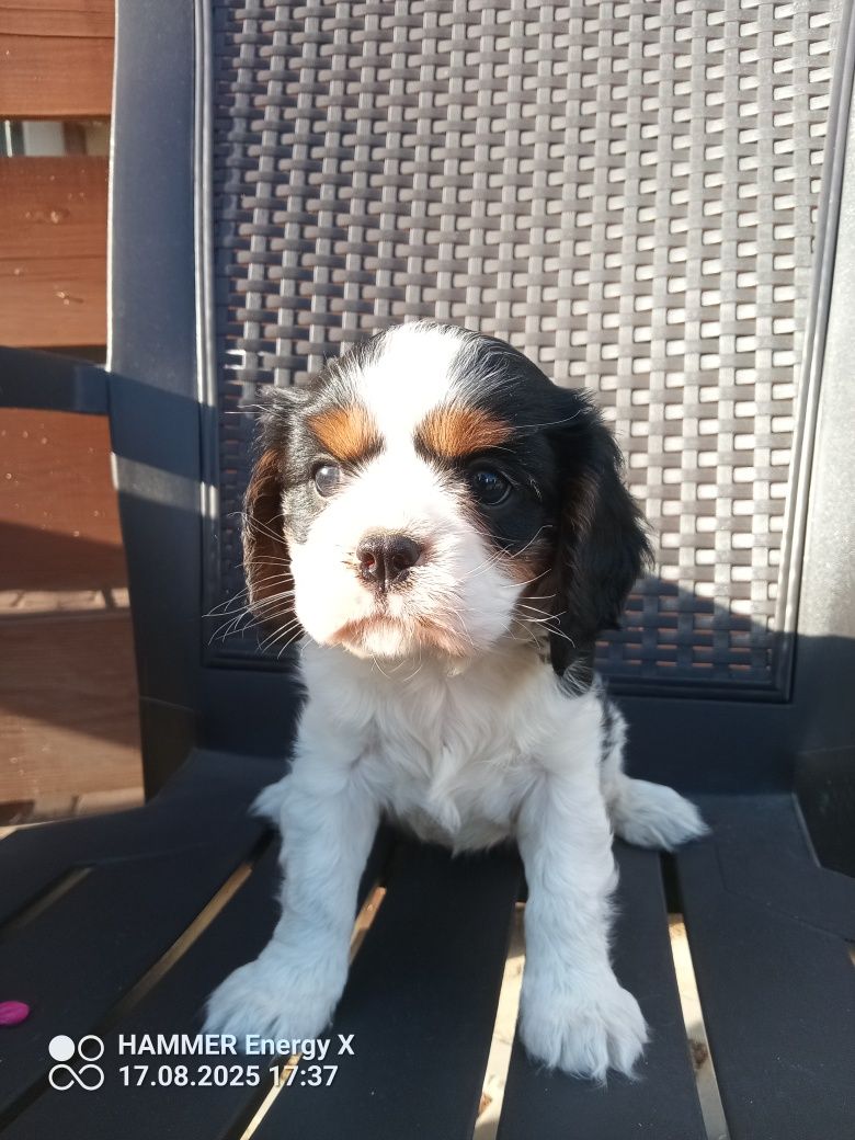 Cavalier King Charles spaniel, suczka