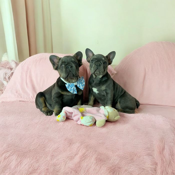 Голубо подпалый мальчик мечта