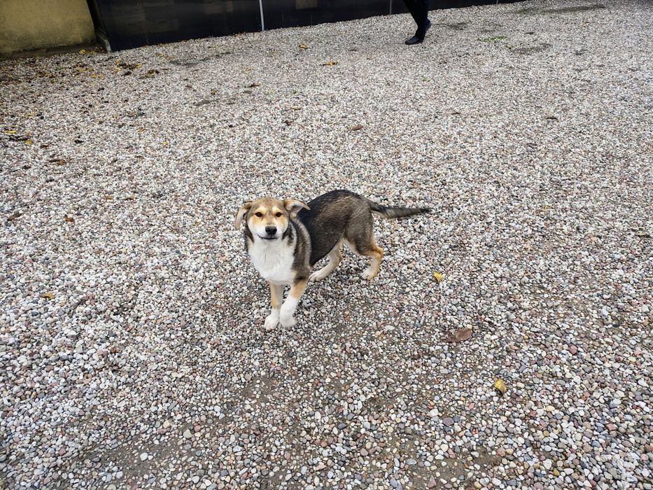 Wydam pieska półroczny