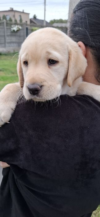 Labrador retriever szczeniak