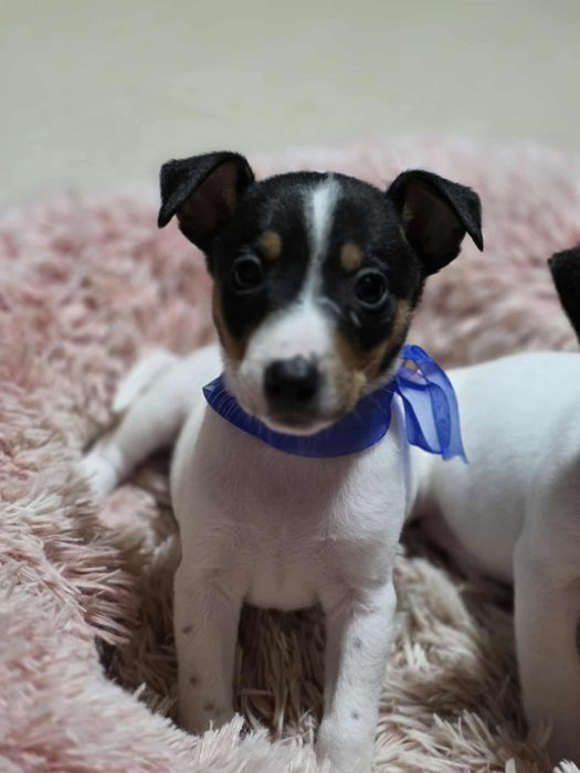 Jack Russell Terrier