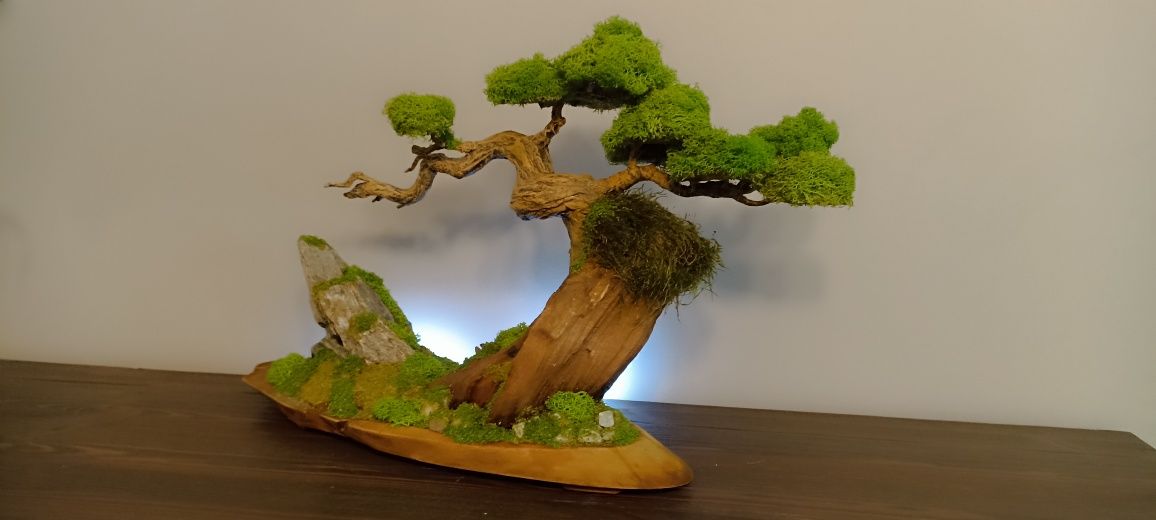 Drzewko BONSAI duże mech chrobotek