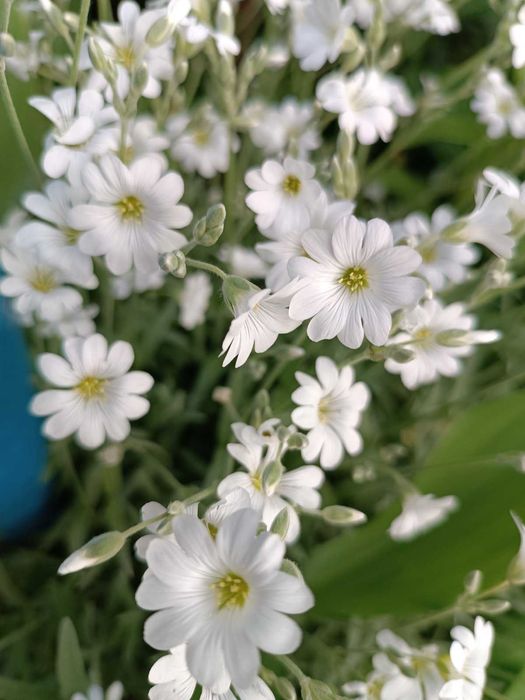 Спірея Золотий Карл, Анемона рожева. ясколка, орегано