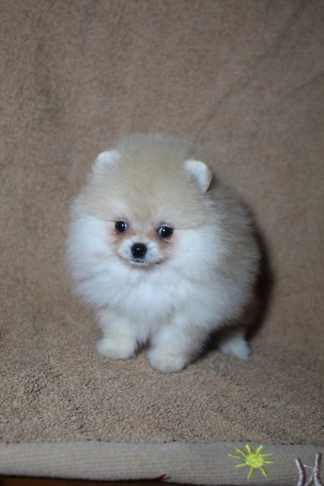 Міні і стандарт. Дівчатка