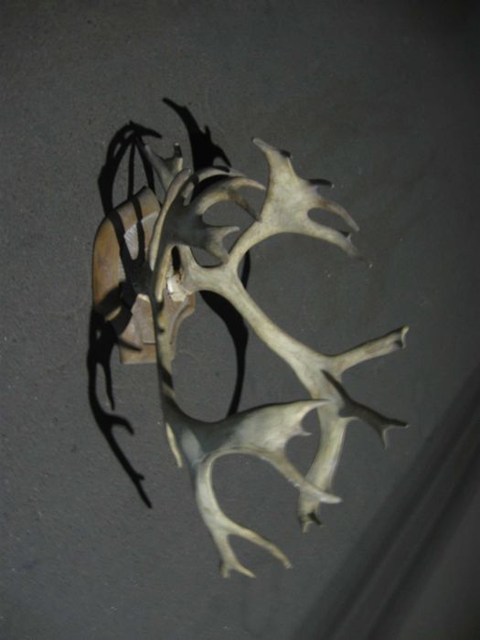 Роги оленя для оздоблення приміщень