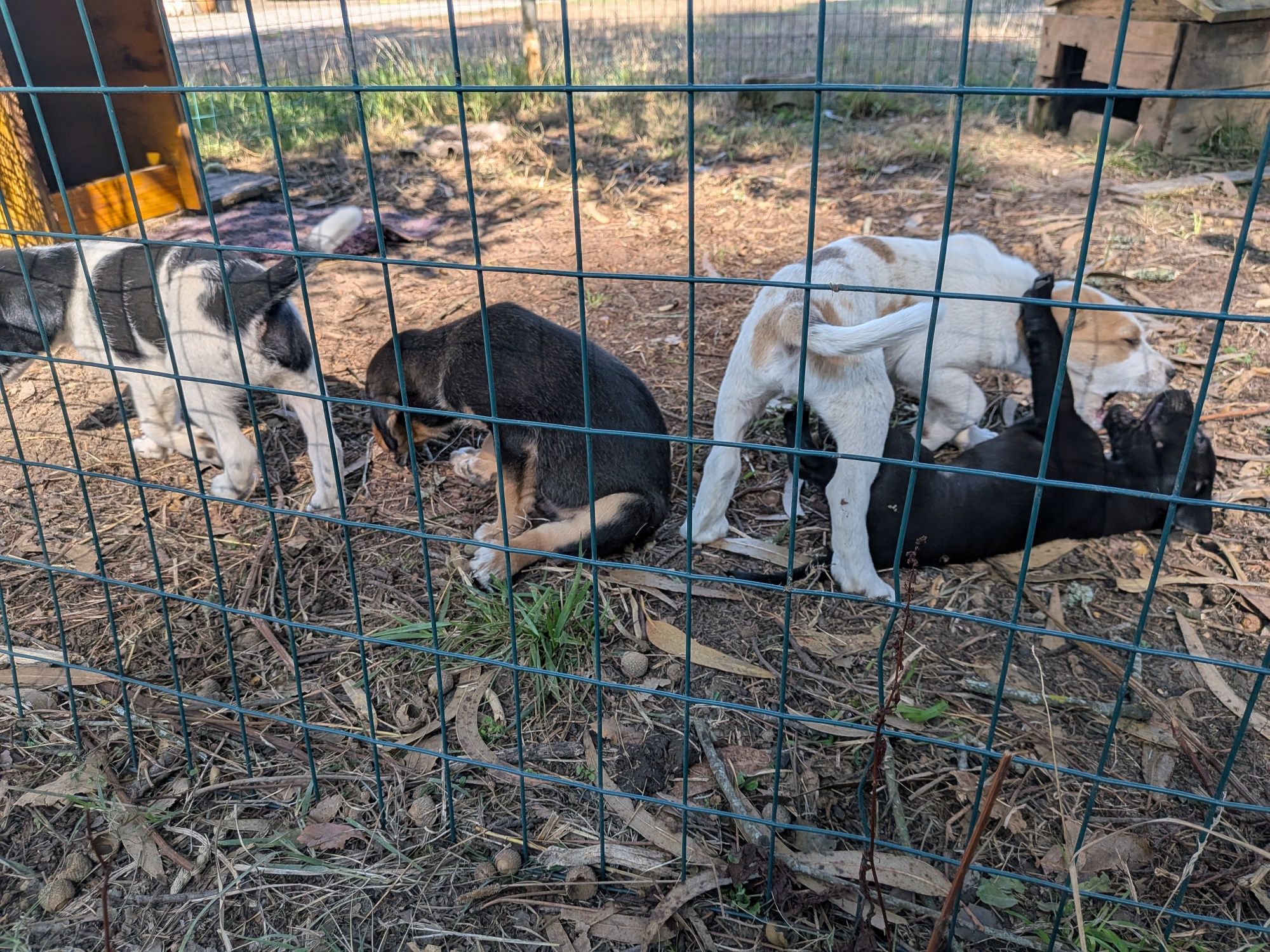 Cães para adoção responsável