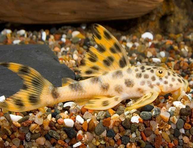 Zbrojnik L-075 - Sklep Zoologiczny