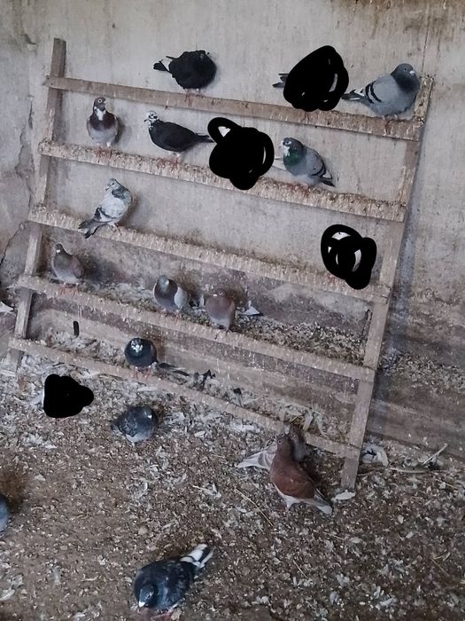 Gołąb gołębie pocztowe młode