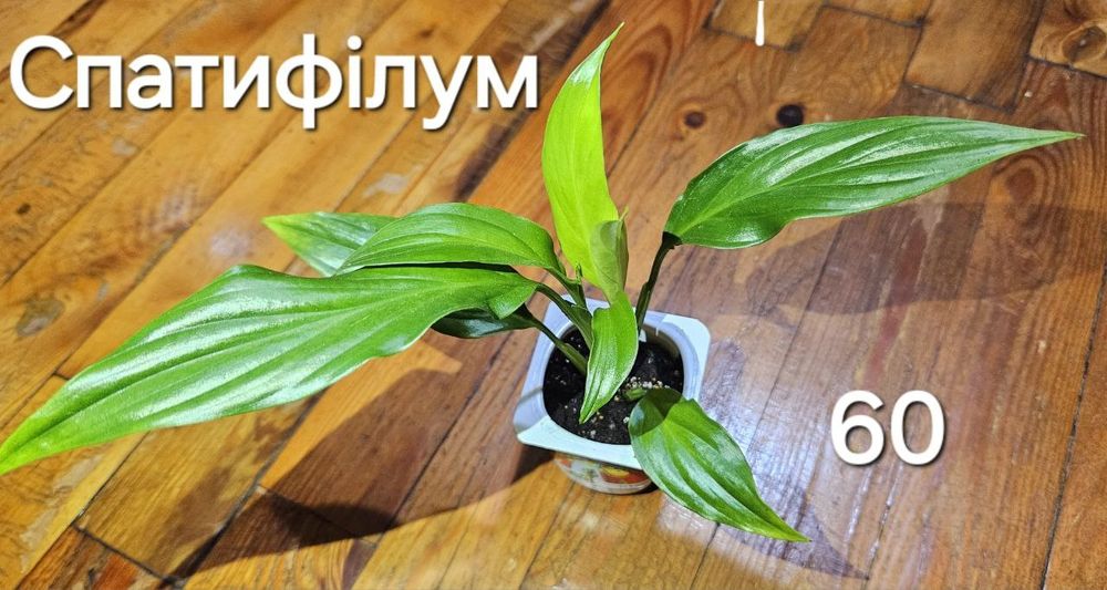 Спатифілум, з квітами.