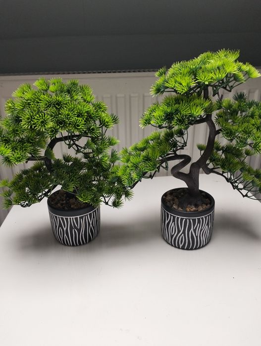 Drzewka bonsai 2 szt