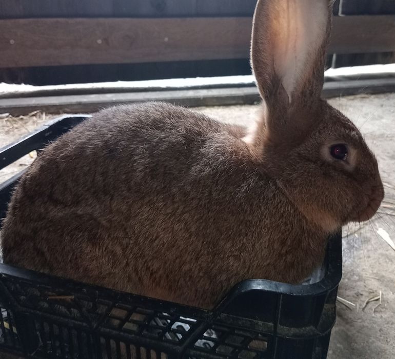 Króliki rasa mięsna