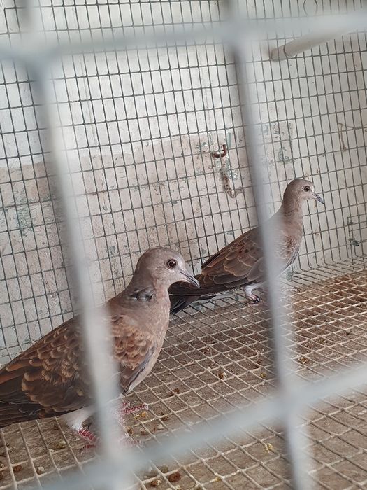 Rolas Streptopelia turtur  casal do ano 2025