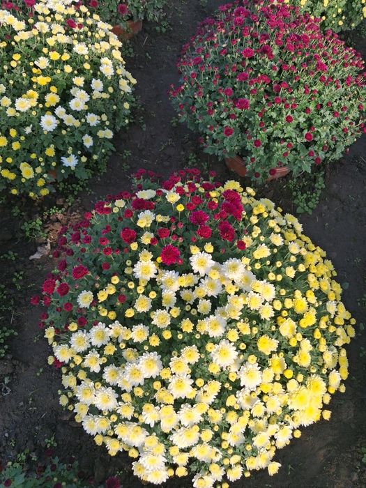 Chryzantemy drobnokwiatowe