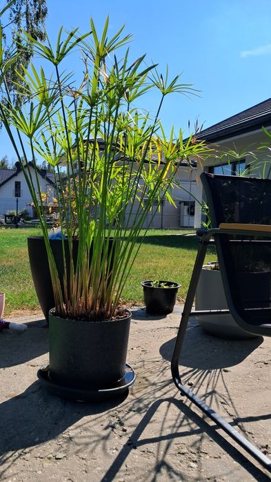 Papirus duża roślina