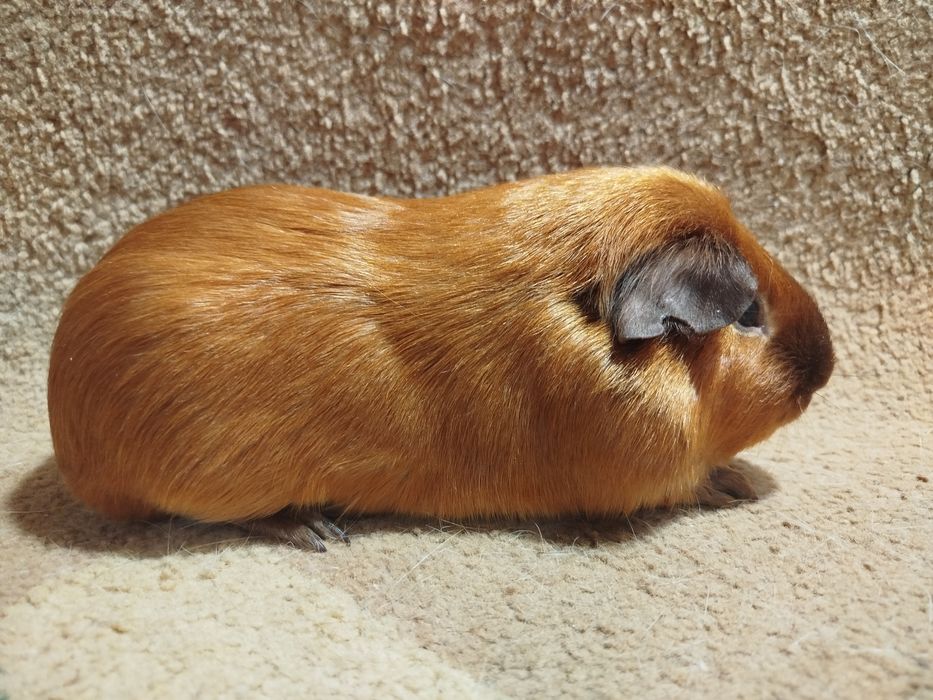Морская свинка. Самец. Сатиновый. Калифорния.