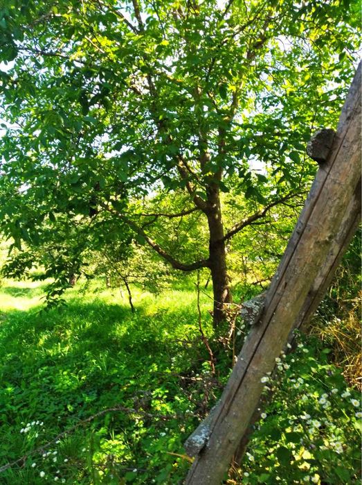 Будинок з садком та ділянкою