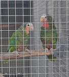 Amazona Leucocephala