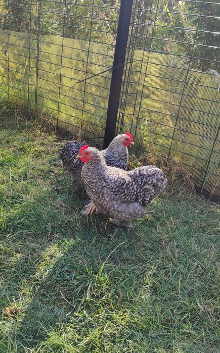 Kochiny miniaturowe koguciki, lokowany kochin miniaturowy