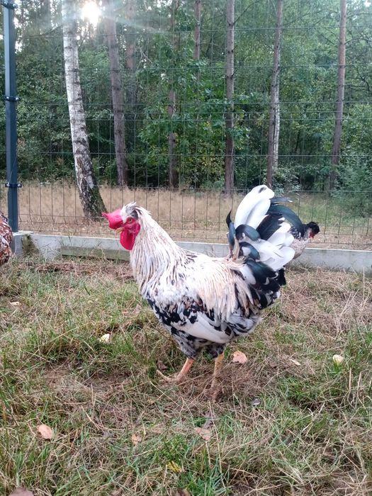 Kogut czubatka staropolska
