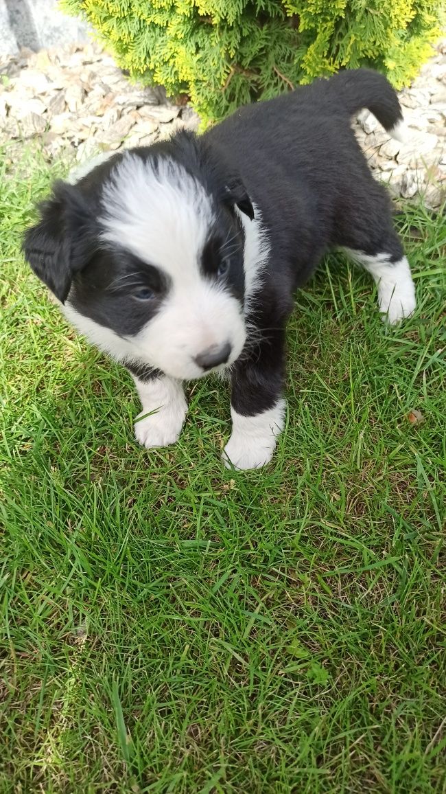 Border Collie suczka