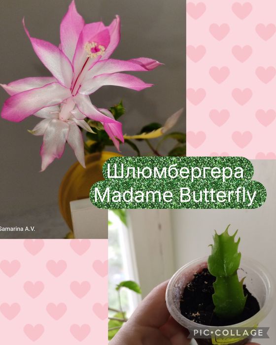 Шлюмбергера варієгатна. Епіпремнум. Ріпсалідопс