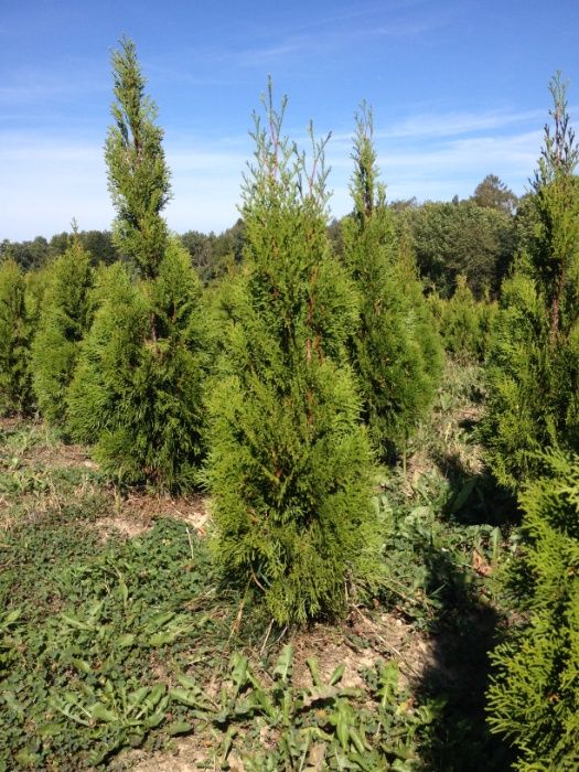 Tuja thuja szmaragd 120 cm Megaokazja!!