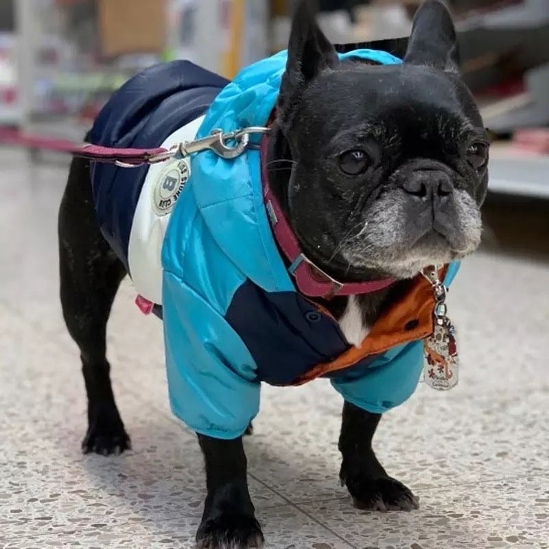 Casaco de chuva para cão