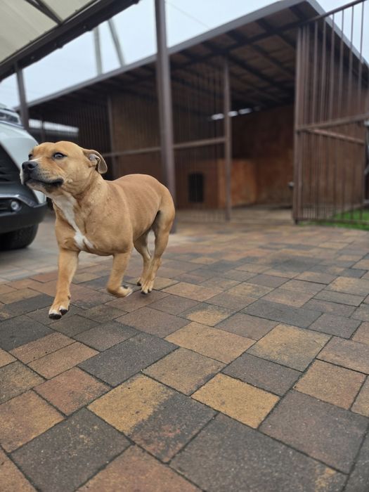 Американский стаффордширский терьер, девочка 3 года