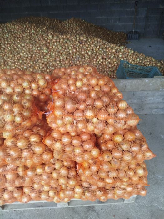 Cebula Krystyna worek 15 kilo