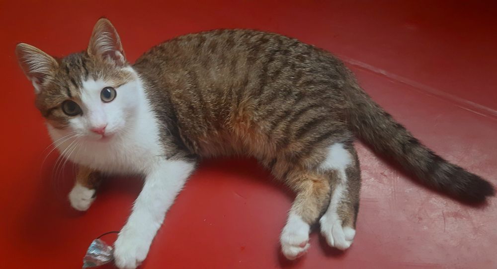 Віддам,подарую котика в добрі руки